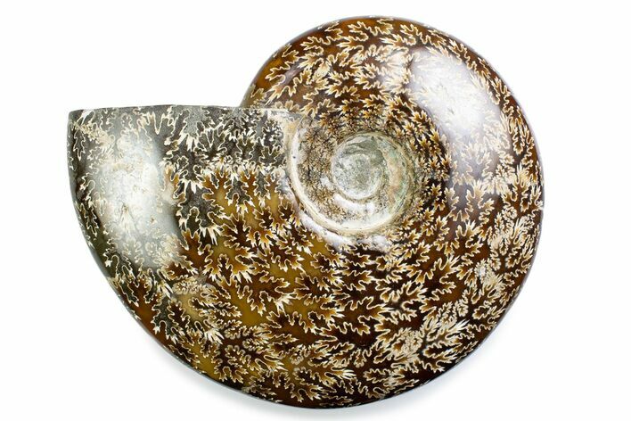 Polished Ammonite (Cleoniceras) Fossil - Madagascar #375988